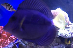 Purple Tang Thumbnail