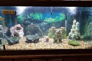 Freshwater 50 gallon tank Thumbnail