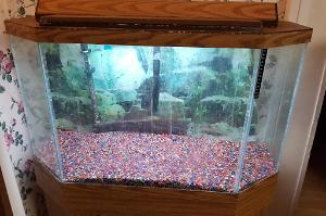 Freshwater 33 gallon tank Thumbnail