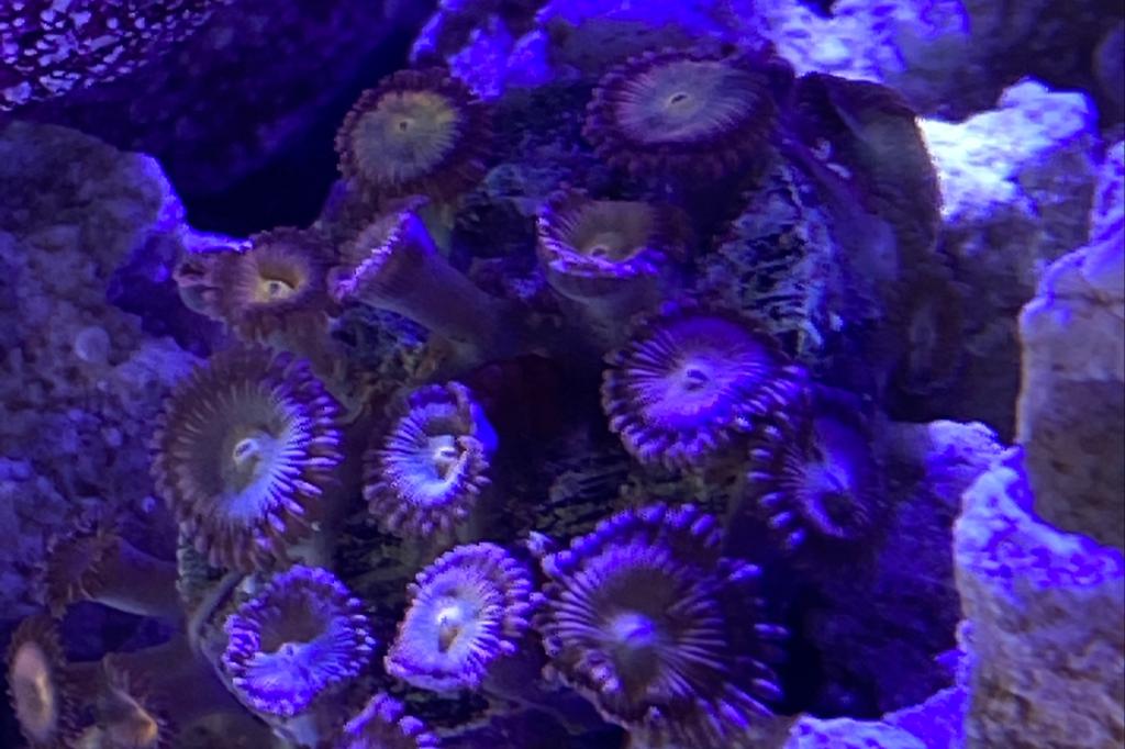 Everlasting Gobstopper Zoa / Zoanthus sp var Everlasting Gobstopper 96