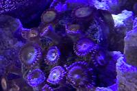 Everlasting Gobstopper Zoas Thumbnail