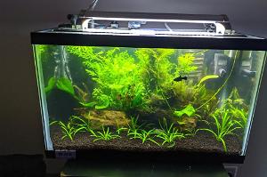 The Planted 10 Gallon Thumbnail