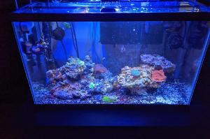 The Reef 29 Gallon Thumbnail