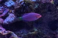 Six Line Wrasse Thumbnail