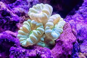 Candy Cane Coral Thumbnail