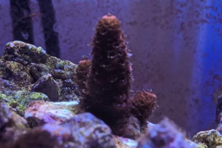 Acropora abrolhosensis Thumbnail