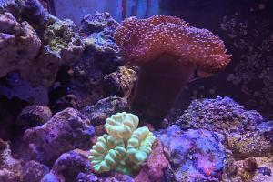 Leather Coral Thumbnail