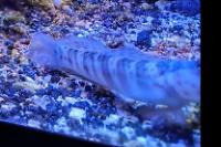 Pink Spotted Watchman Goby Thumbnail