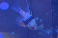 Spotted Cardinalfish Thumbnail