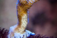 ORA German Blue Polyp Digitata Thumbnail