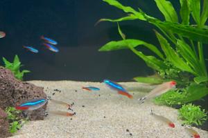 Rummynose tetras Thumbnail