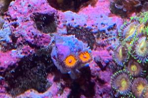 Armageddon Zoa Thumbnail