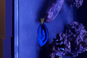 Blue Tang Thumbnail