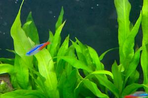 Neon tetras Thumbnail