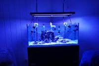 My Aquarium on February 28, 2020