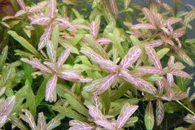 Hygrophila Polysperma Sunset Thumbnail