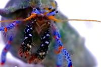 Blue Legged Hermit Crab