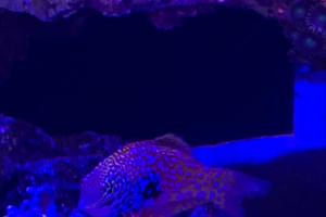 Peacock wrasse Thumbnail