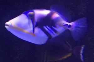 Humu Picasso Triggerfish Thumbnail