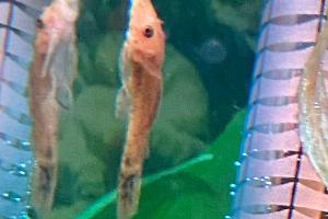 Bristlenose Pleco Orange Thumbnail