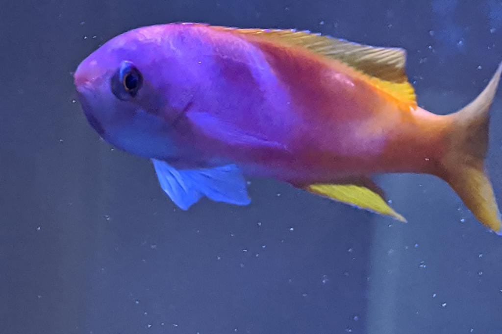 Pictilis Anthias / Pseudoanthias pictilis 5