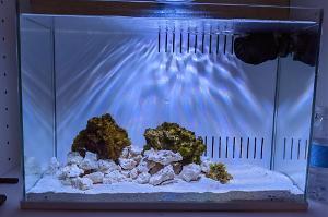 5 Gallon Pico Reef Thumbnail