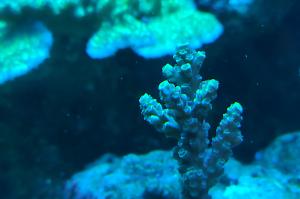 Acropora Yellow Shadow Tenuis Thumbnail