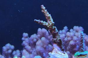 Acropora secale purple Thumbnail