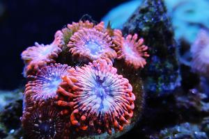 utter chaos zoas Thumbnail