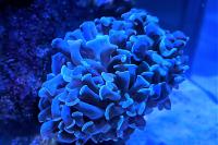 Hammer Coral Thumbnail