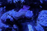 Purple Montipora Thumbnail