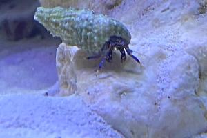 Blue Leg Hermit Crab Thumbnail