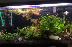 Mononoke Shrimp Garden Thumbnail