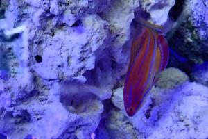 McCosker's Flasher Wrasse Thumbnail