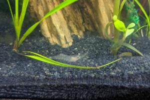 Ghost Shrimp Thumbnail