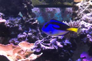 Yellow Belly Blue Tang Thumbnail