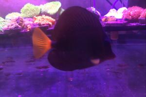 Purple tang Thumbnail