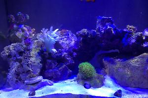 Red Sea Max 250 Thumbnail