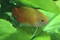 Honey Dwarf Gourami Thumbnail