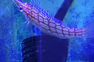 Longnose Hawkfish Thumbnail