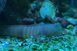 Blue spot watchman goby Thumbnail