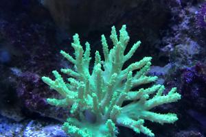 Finger Leather coral Thumbnail