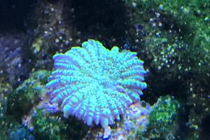 Mushroom coral Thumbnail