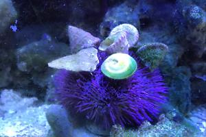 Urchin Thumbnail