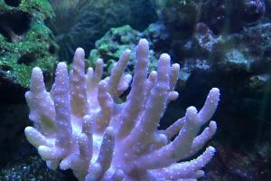 Finger Leather coral Thumbnail