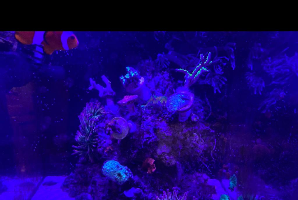 Kamdens 10 Gallon on Mar 6, 2020