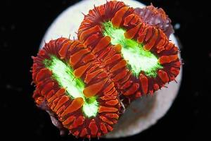 Big Polyp Blastomussa Coral Thumbnail