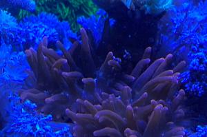 Rose Bubble Tip Anemone Thumbnail