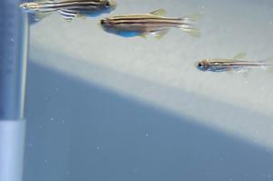 Zebra Danio Thumbnail