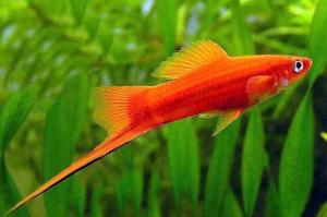 Red Velvet Swordtails Thumbnail